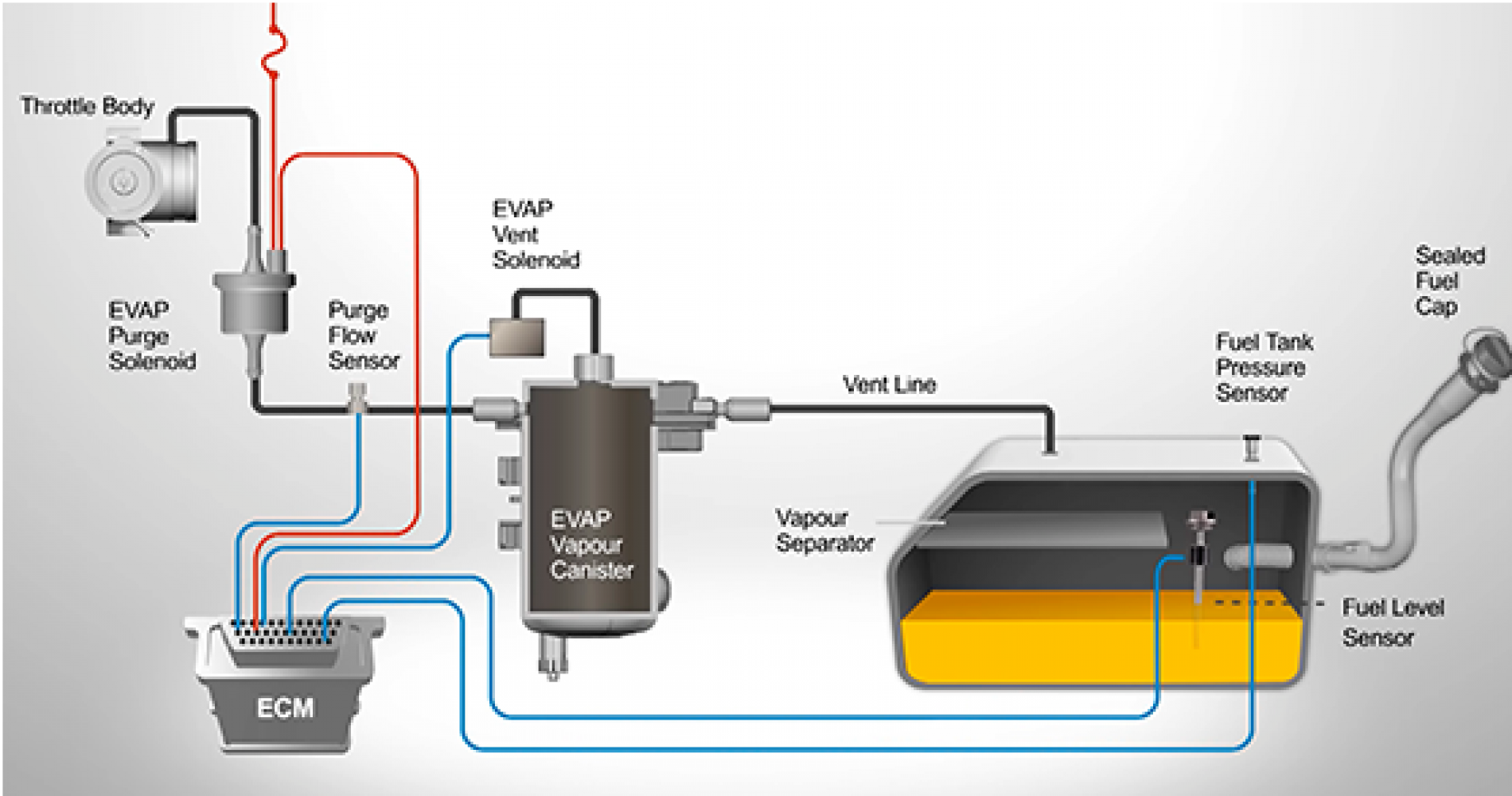 El sistema Evaporativo en los Vehículos Modernos (Parte 2)